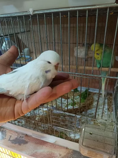 Ankara Muhabbet Kuşu Aliştirmalik Konuşturmalik Şov
