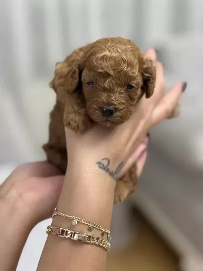 Orijinal Toy Poodle Yavruları