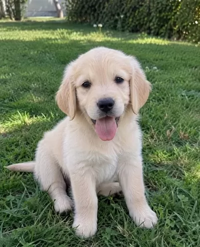 Pamuk Gibi Golden Retriever Yavrular