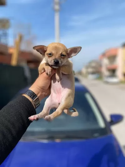 Sağlık Ve İrk Garantili Pinscher Yavrularım
