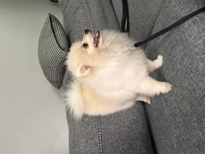 6 Aylık Dişi Pomeranian Boo Aşıları Tam Cipli