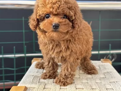 Boy Ve Kg Ram Garantili Tea Cup Kore Poodle