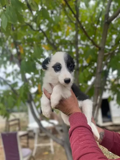 Ankaranın En Özel Border Collie Yavruları
