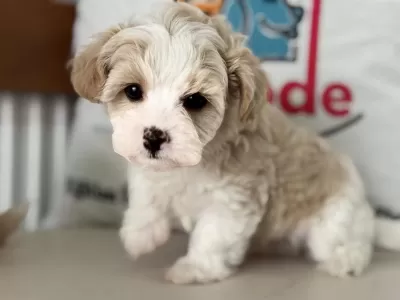 Show Kalite Tea Cup Kore Maltipoo Yavrular