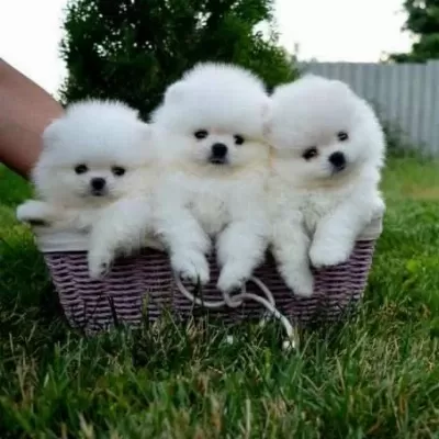 Pomeranian Bebeklerimiz