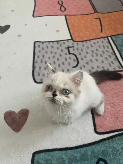 Exotic Shorthair Safkan