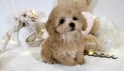 Harika Maltipoo Safkan