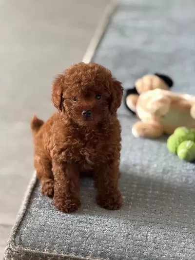 Harika Poodle Bebeklerimiz
