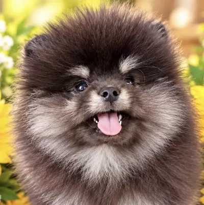 Pomeranian Boo Yavrusu