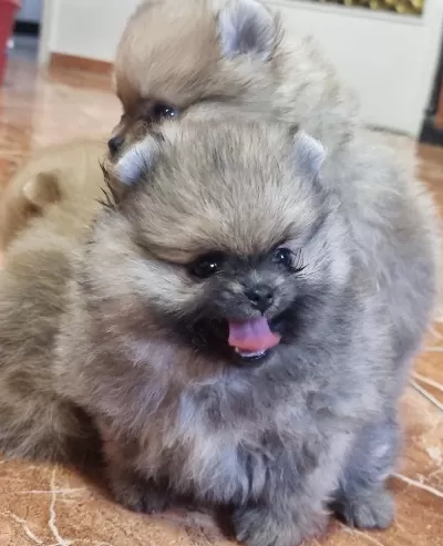Pomeranian Boo Yavrumuz