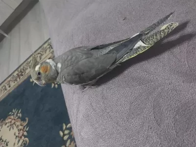 Sağlıklı Sultan Papağanımız