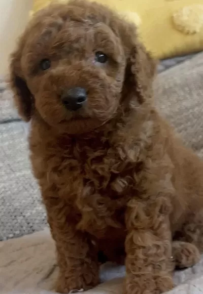 Sağlıklı Toy Poodle Yavrumuz