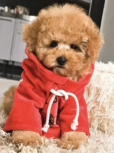 Toy Poodle Köpeğimiz