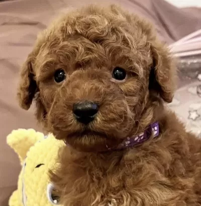 Harika Toy Poodle Yavrusu