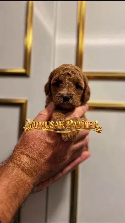 Harika Toy Poodle Yavrumuz
