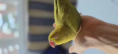 Pakistan Papağanı Dişi