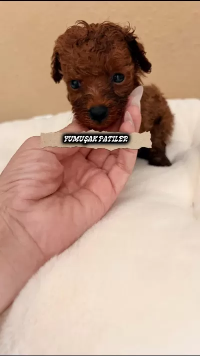 Harika Orijinal Toy Poodle
