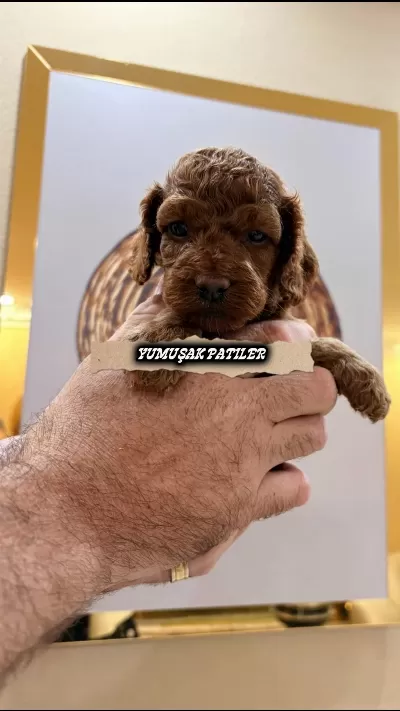 Harika Red Toy Poodle