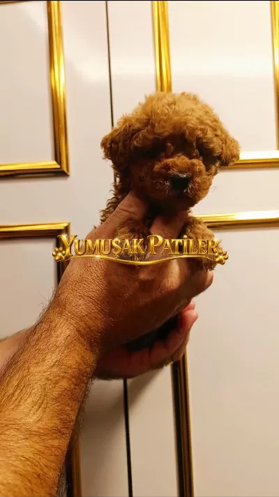 Sevimli İrk Toy Poodle