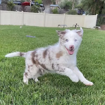 Türkiyenin Güvenilir Çiftliği Kapıda Ödemeli Köpeğimiz