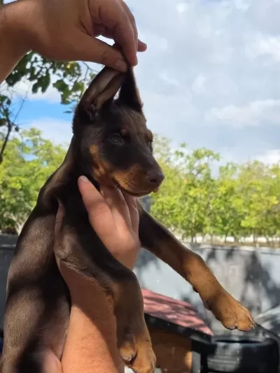 Türkiyenin Güvenilir Çiftliği Kapıda Ödemeli Doberman
