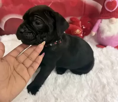 Türkiyenin Güvenilir Çiftliği Kapıda Ödemeli Cane Corso