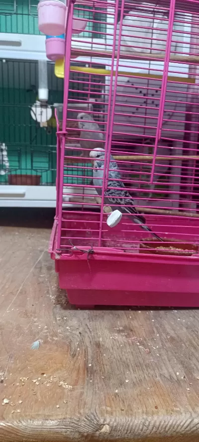 8 Aylık Erkek Jumbo Kırması Muhabbet Kuşu