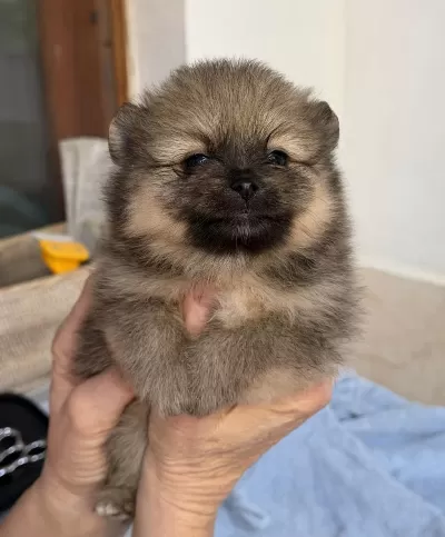 Pomeranian Teddy Bear Mini Teacup Dişi