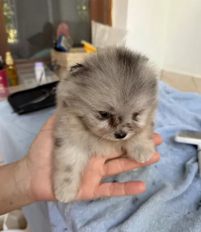 Blue Merle Pomeranian Mini Boy