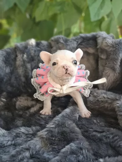 French Bulldog Bebekleri
