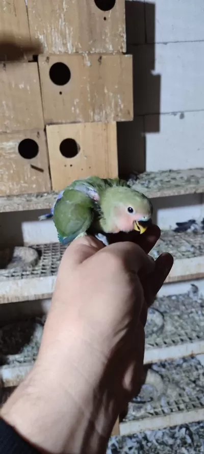 Bebek Yavrumuz El Beslemesi İçin Hazirdir Buyrun