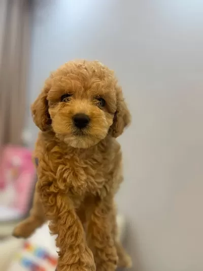 2 Aylik Maltipoo Yavrularimiz