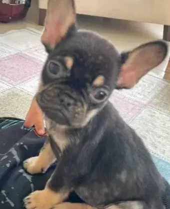 Fransız Bulldog 2 Aylık