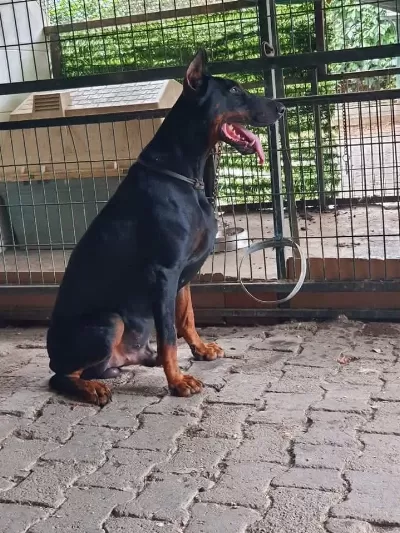 A+ Plus Doberman Yavrularımız