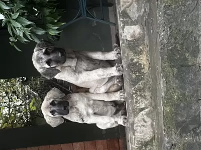3 Aylik Dişi Çoban Köpeği