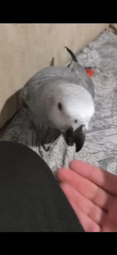 4 Aylik Evcil Jako Papağani