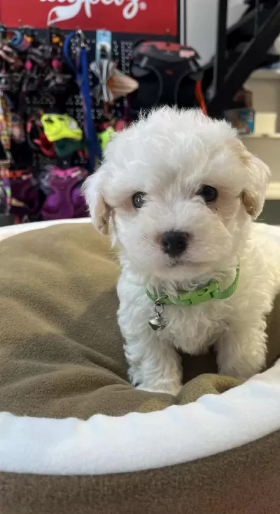 Biblo Güzelliğinde Teacup Maltipoo