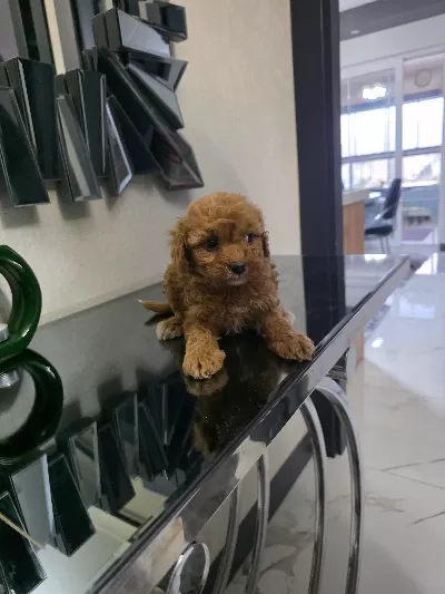 Minnaklarım teslime hazır