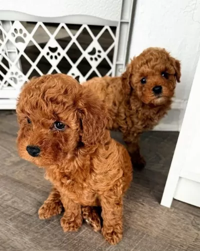 Tuvalet Eğitimli Toy Poodle