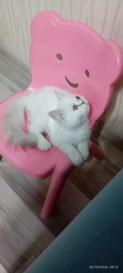 Yavru British Longhair