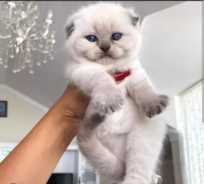 Sevimli Minik Kediler Yeni Yuvalarını Bekliyor!