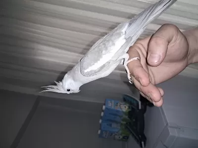 White Face 12 Aylik Erkek Sultan Papağani