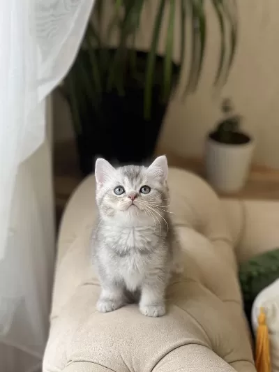 Özel Renk Silver British Shorthair Yavrum