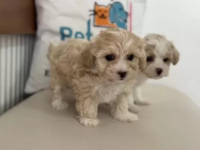 Tea Cup Kore Maltipoo Yavrular Ziyarete Açık