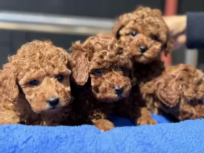 Show Kalite Redbrown Toy Poodle Yavrularımız