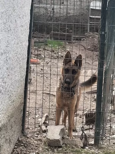 ALMAN KURDU SAHİPLENDİRME