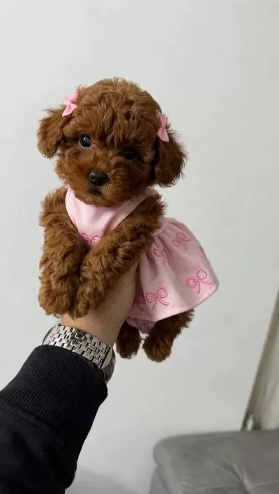 Ruhsatli Köpek Çiftliğinden Toypoodle Yavrularimiz