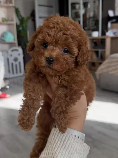 Sevimli Toypoodle Yavrularimiz