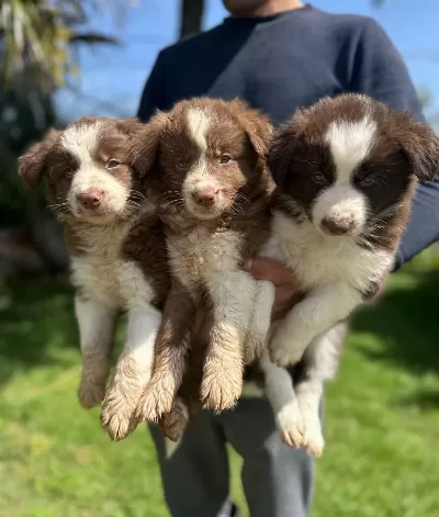 Akıllı Border Collie Yavrularımız