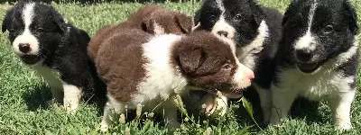Border Collie Yavrularımız